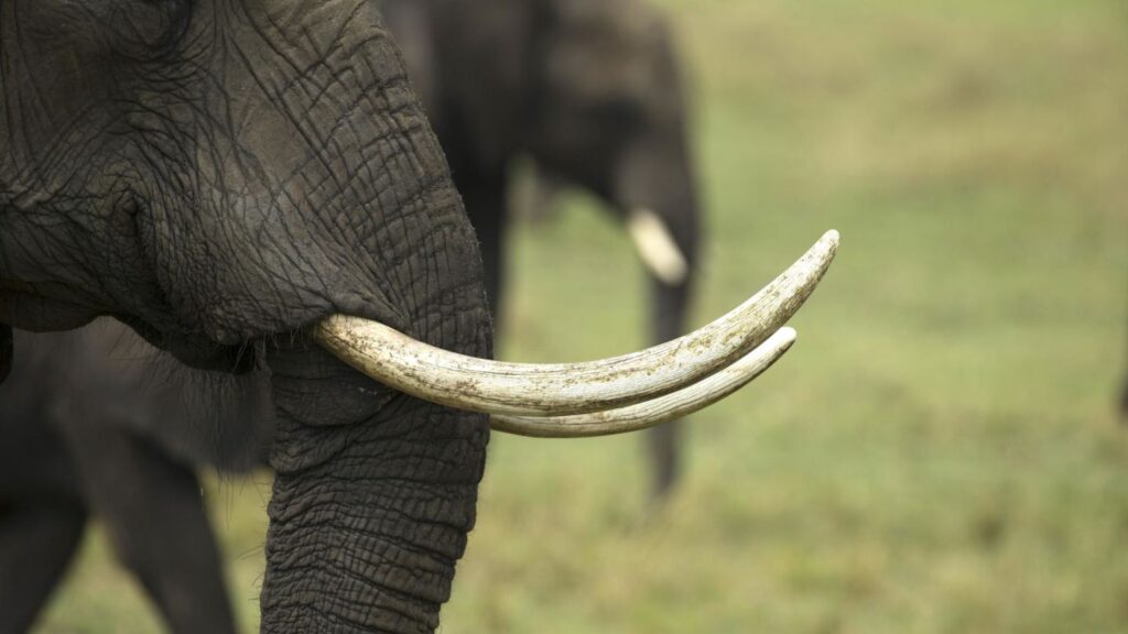 220214114652 african elephant stock ఆటోలో దంతాలు ఏంటి పట్టాలే గాని ఏనుగు ని స్మగ్లింగ్ చేసేస్తాం